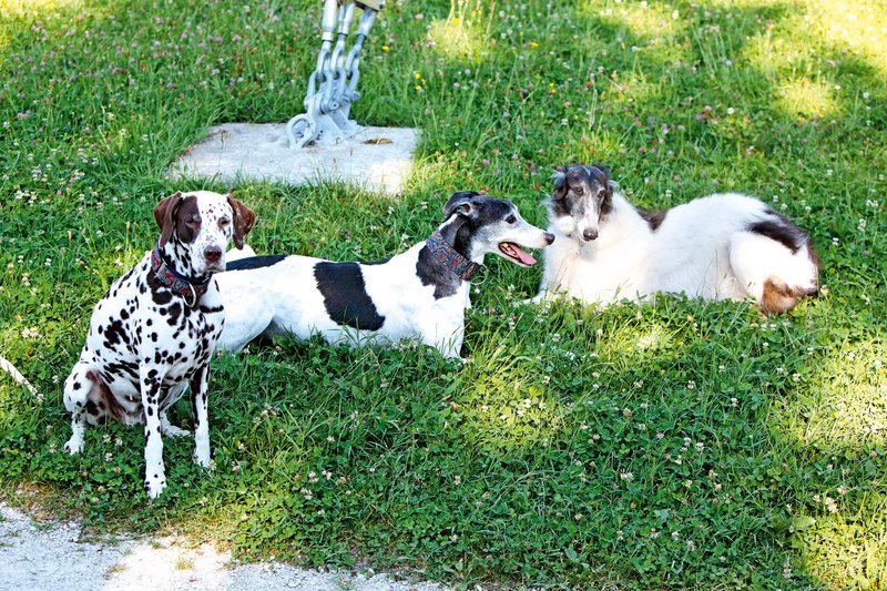 V zadnjih letih so njun dom obogatili trije psi, hrt Viktor in dalmatinka Iuno sta žal že podlegla bolezni, 12-letna Olga pa je še vedno njuna ljubljenka.