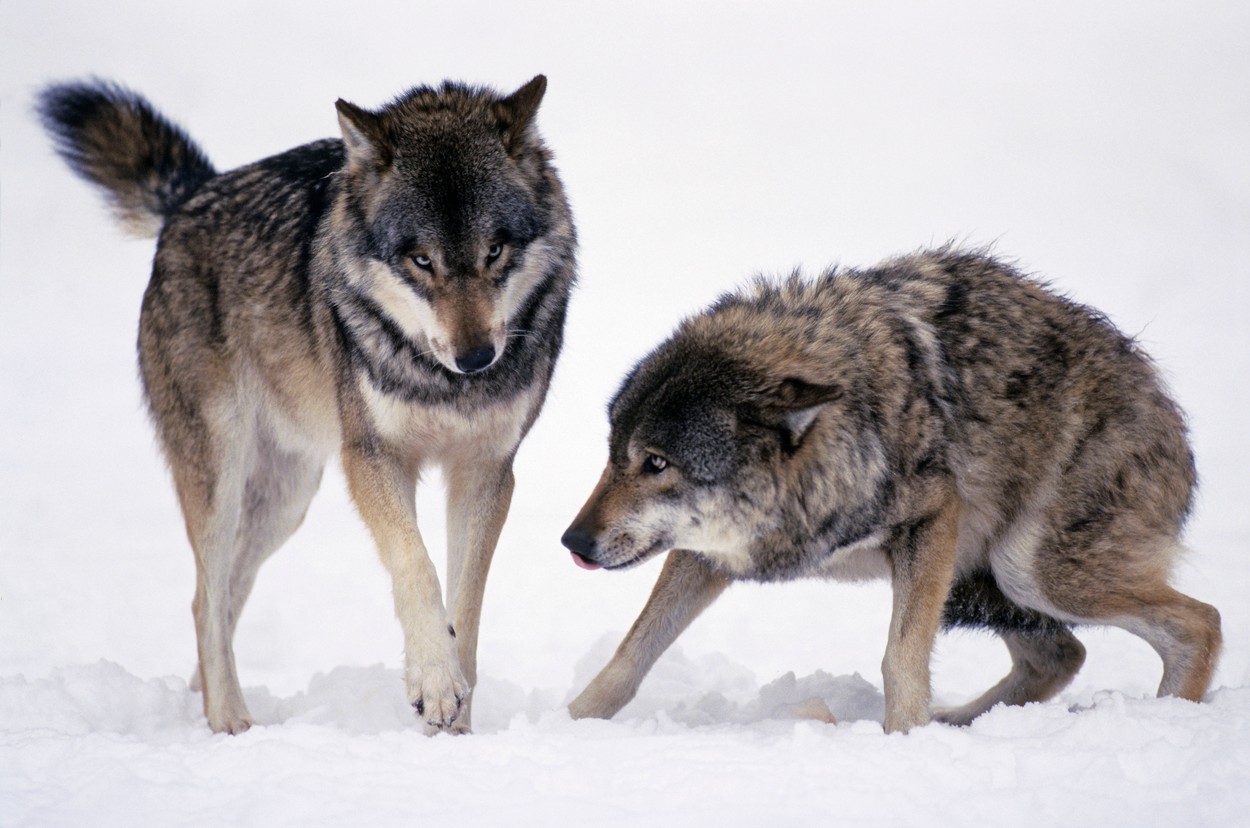 o dveh volkovih