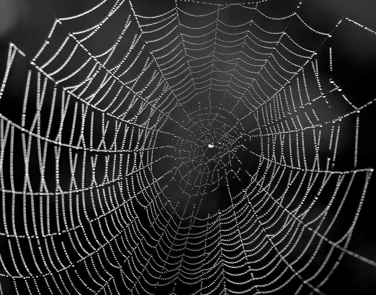 pajkova mreža